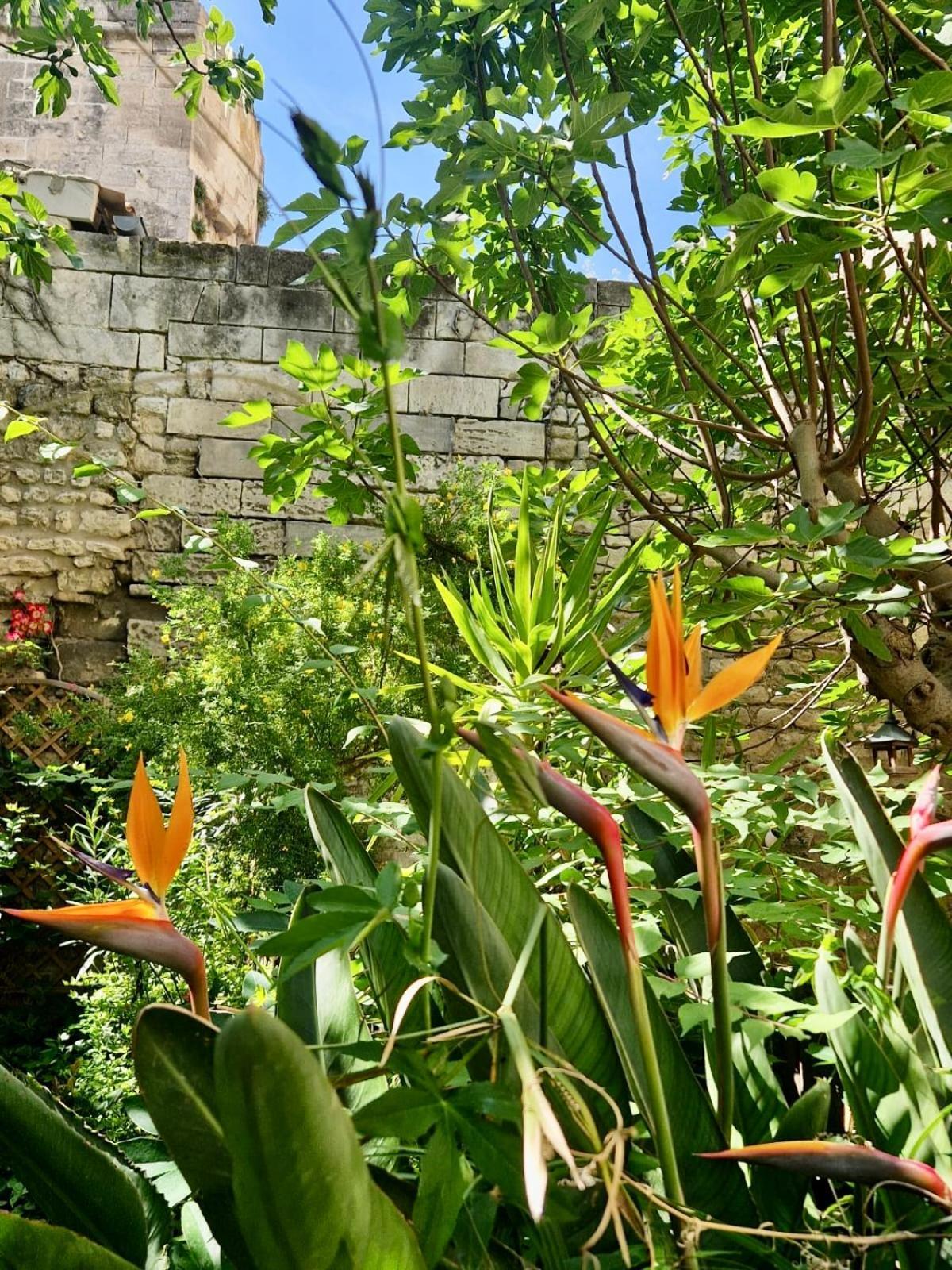 Apartamento Capucines, Un Jardin Secret Dans Le Centre Historique Arlés Exterior foto